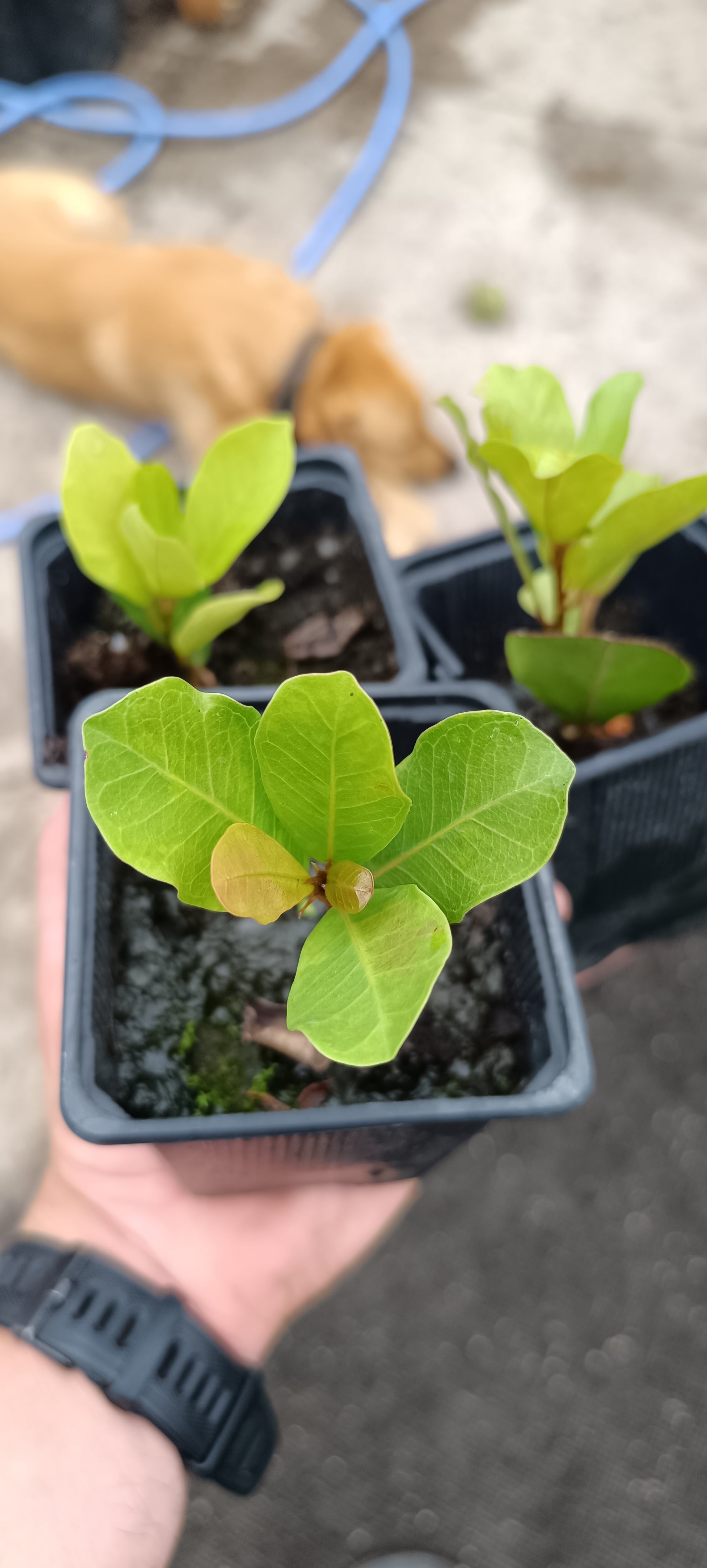 Plantón de Ficus Natalensis