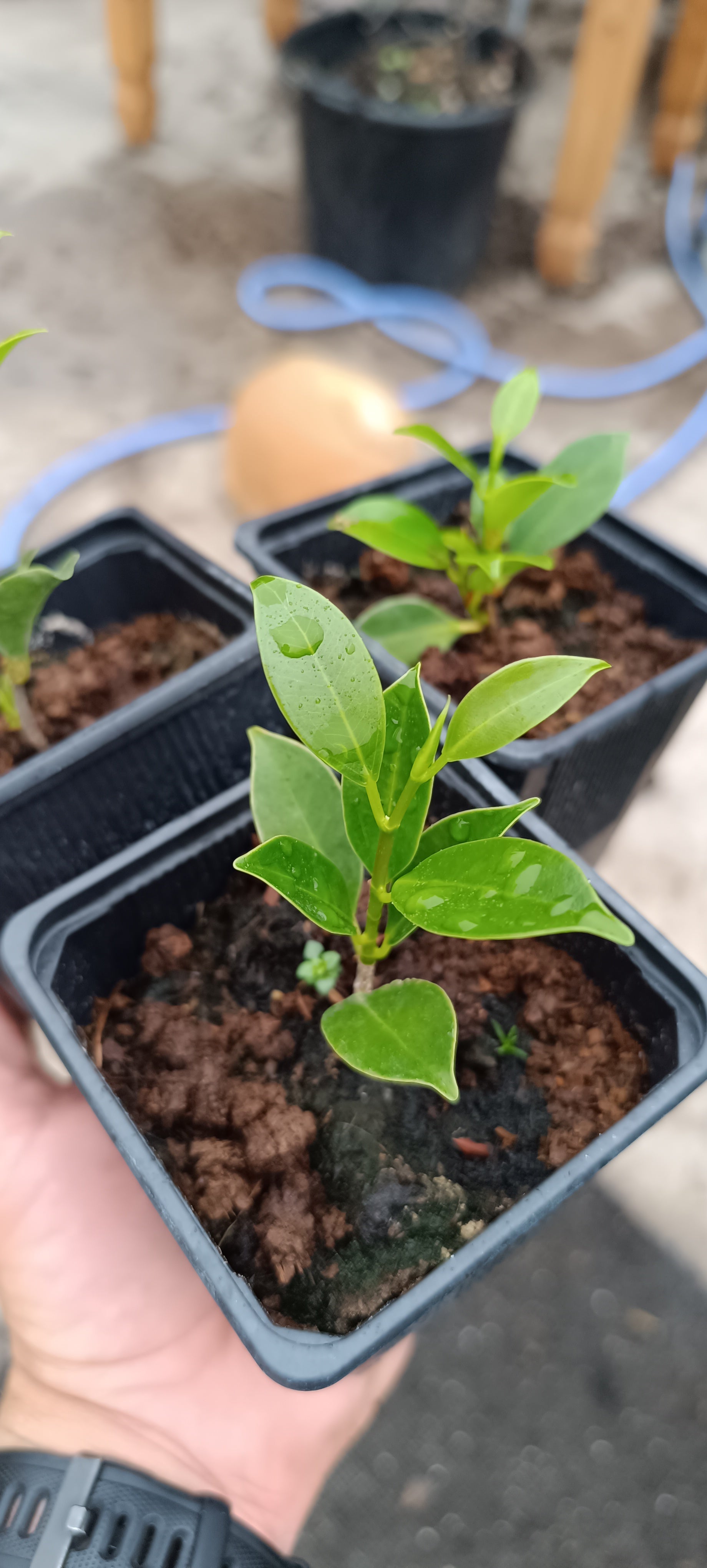 Plantón de Ficus Tiger Bark (Ficus microcarpa 'Tiger Bark')