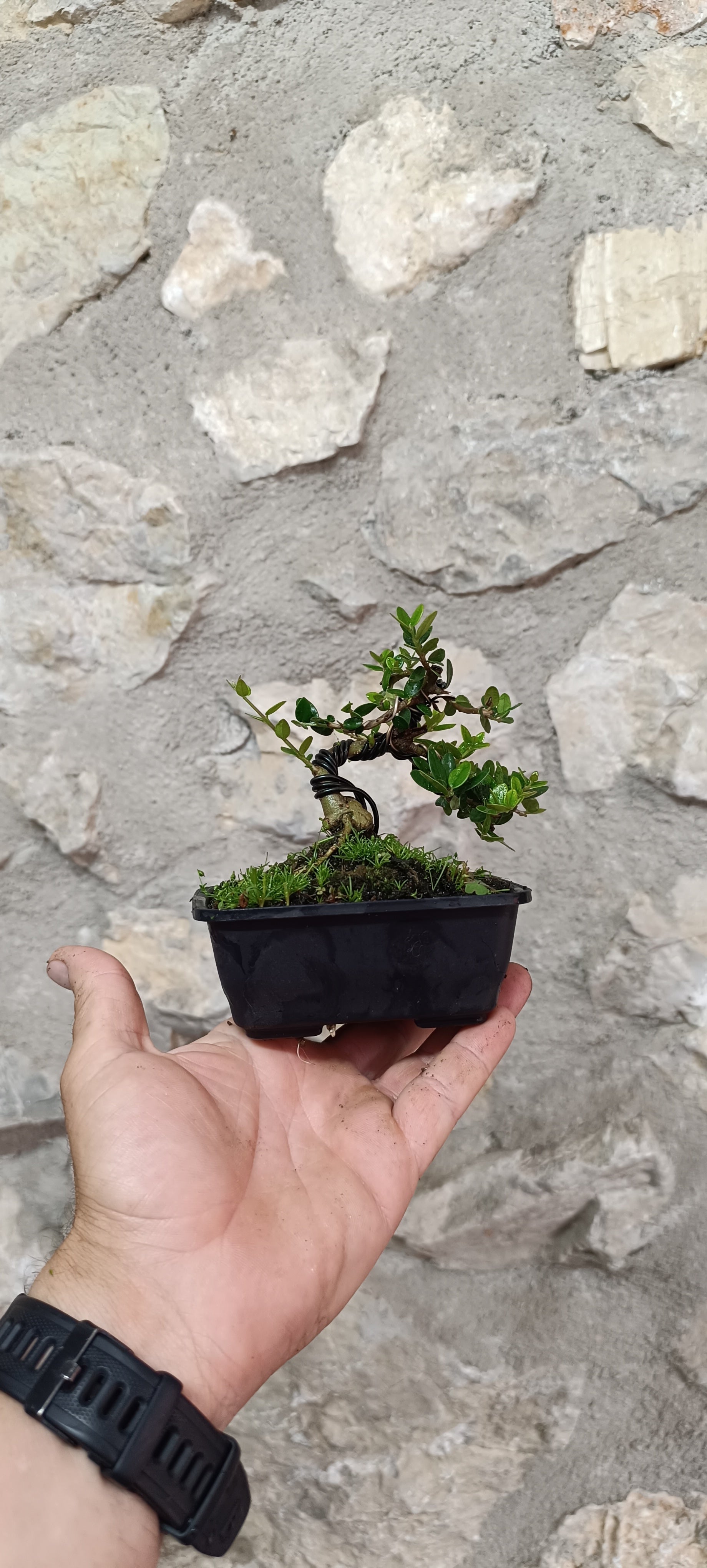 Mini Bonsai de Acebuche con Primer Diseño