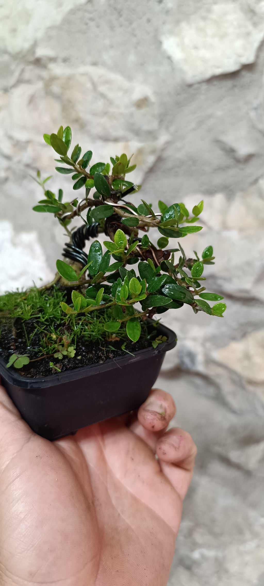 Mini Bonsai de Acebuche con Primer Diseño