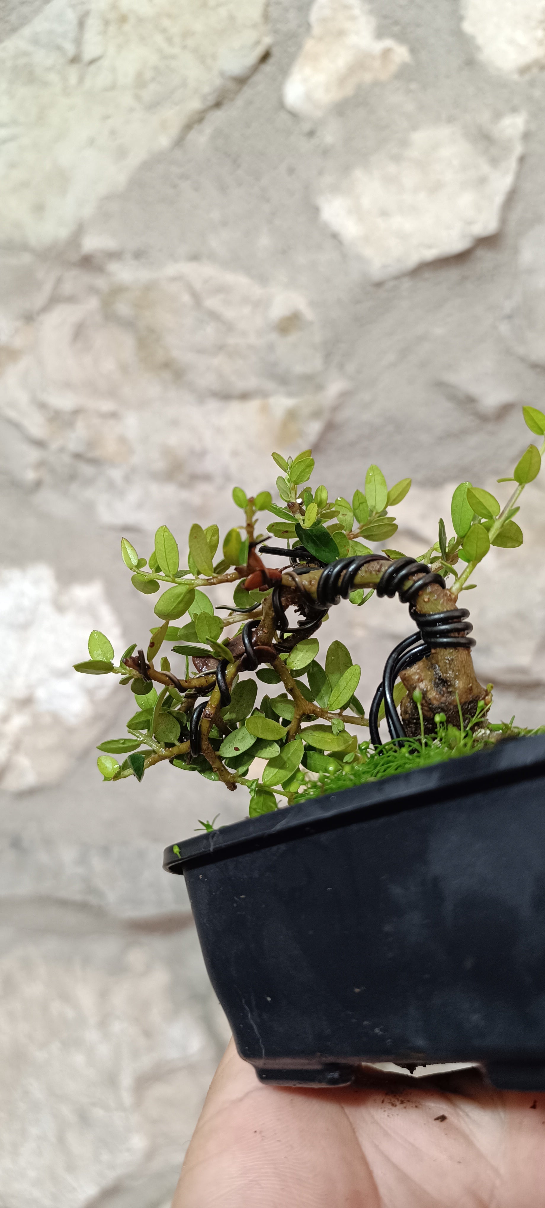 Mini Bonsai de Acebuche con Primer Diseño