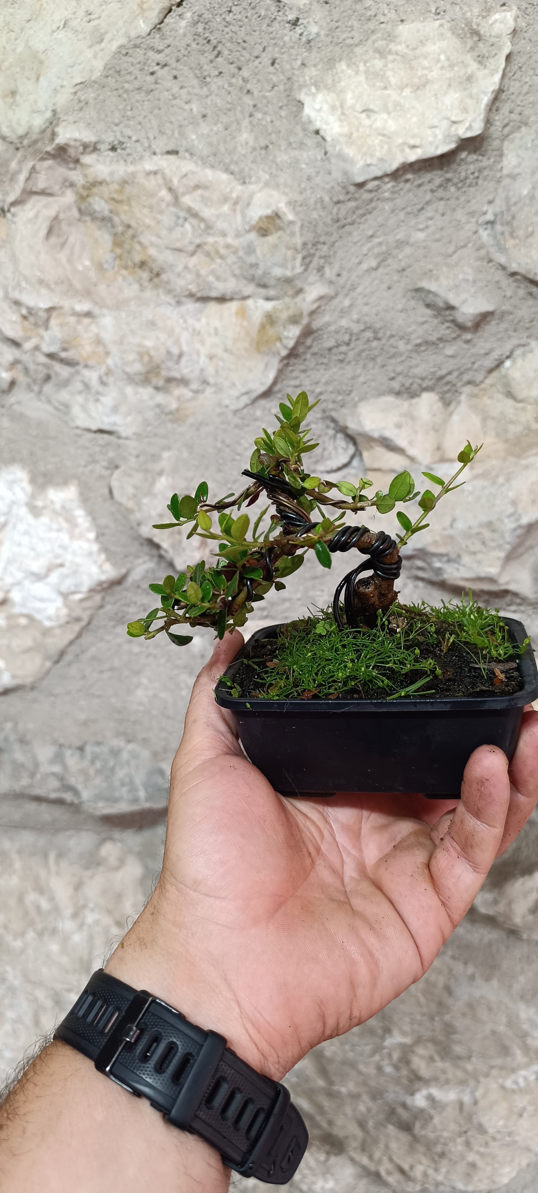 Mini Bonsai de Acebuche con Primer Diseño