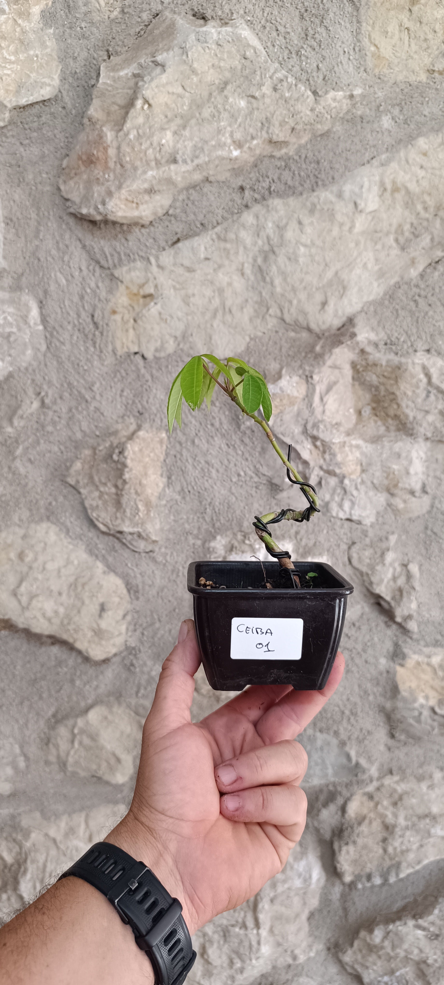Mini Prebonsái Ceiba speciosa – Palo Borracho – Ejemplar CE01