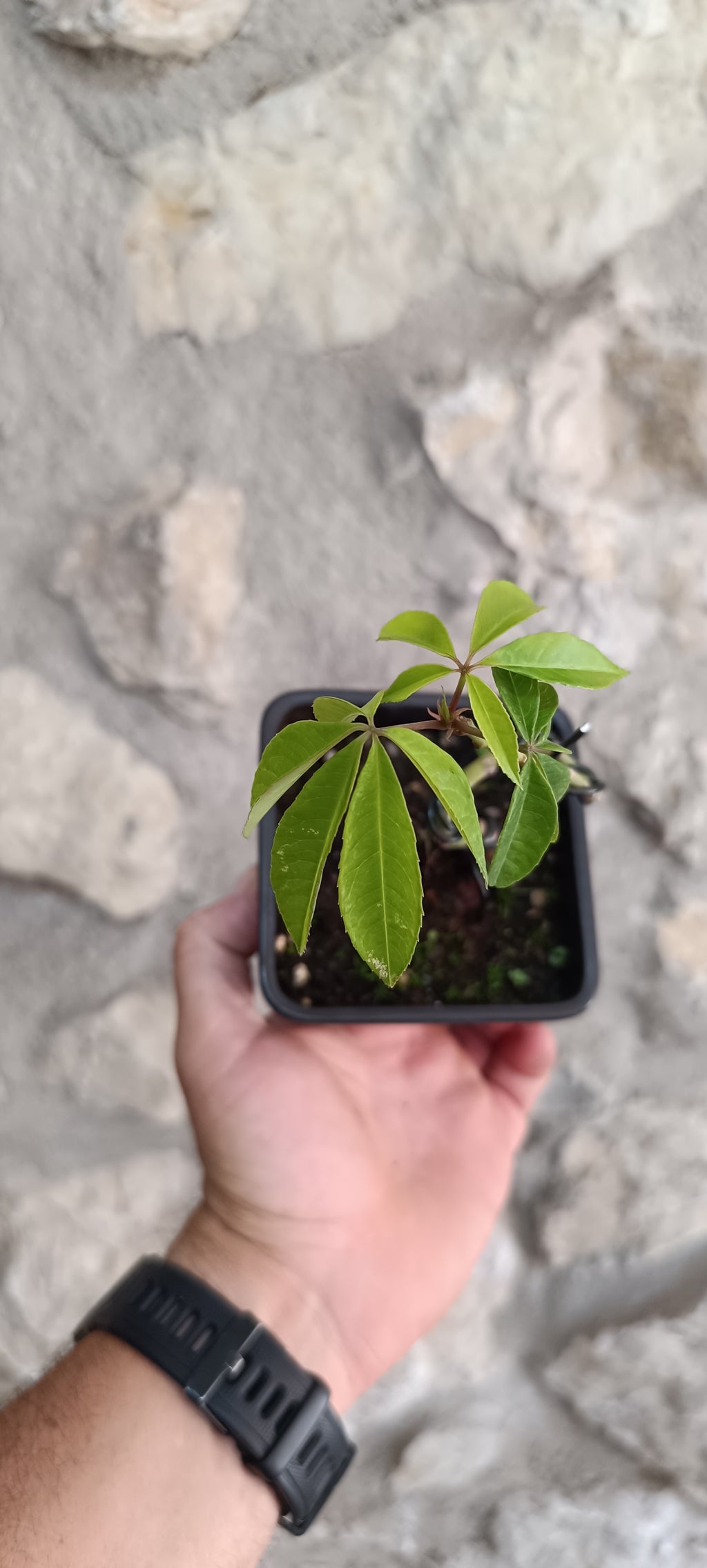 Mini Prebonsái Ceiba speciosa – Palo Borracho – Ejemplar CE01