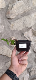 Mini Prebonsái Ceiba speciosa – Palo Borracho – Ejemplar CE02