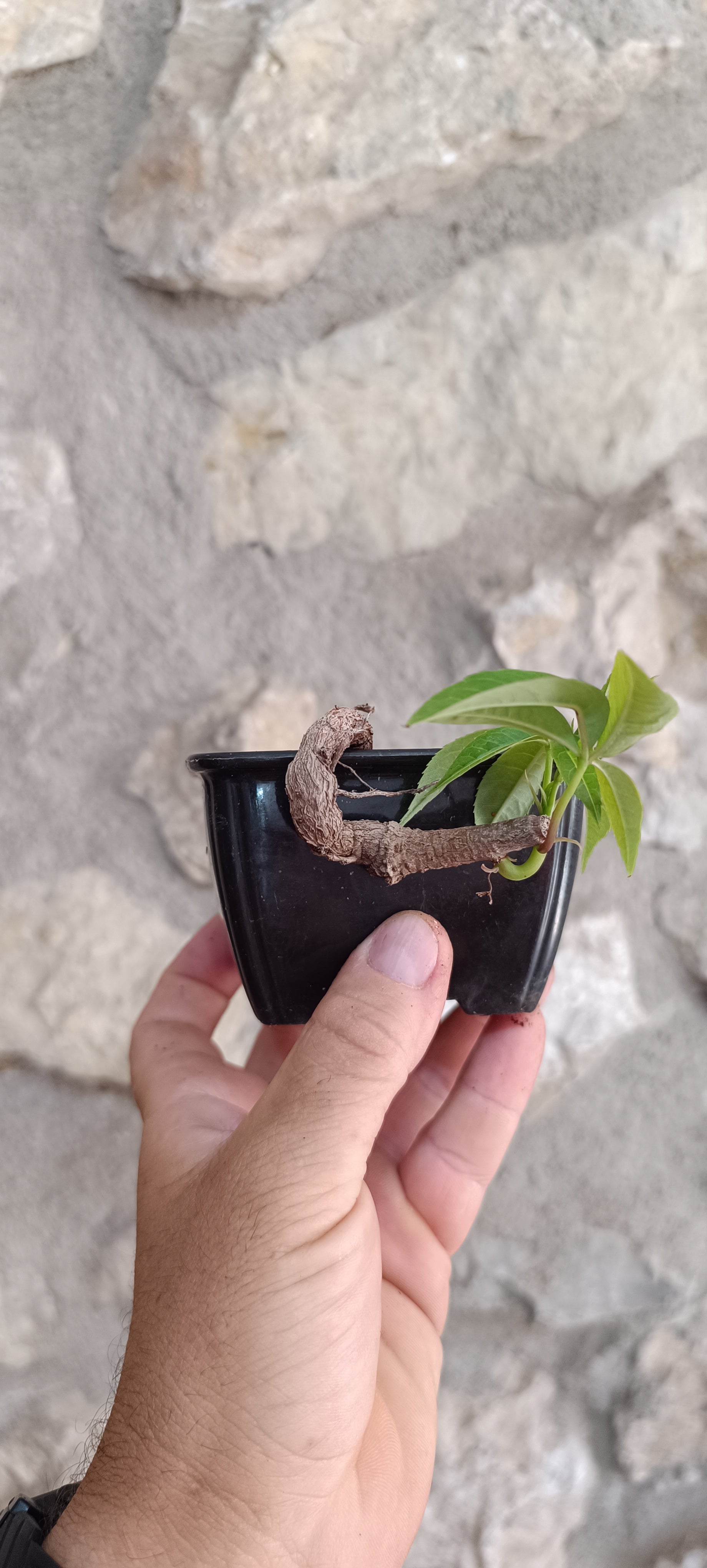 Mini Prebonsái Ceiba speciosa – Palo Borracho – Ejemplar CE02