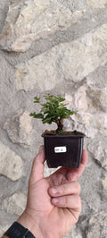 Mini Prebonsái Cotoneaster horizontalis – Ejemplar COH1