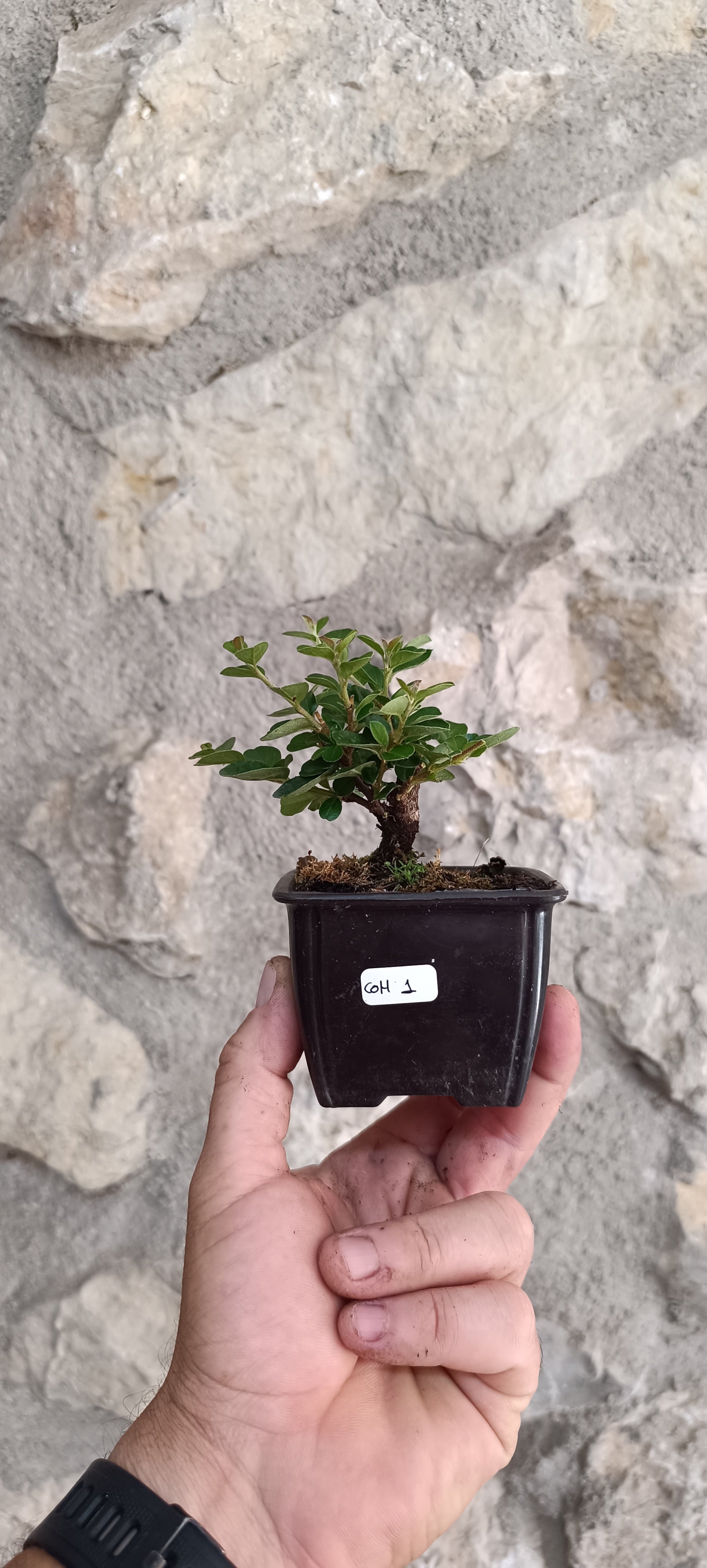 Mini Prebonsái Cotoneaster horizontalis – Ejemplar COH1