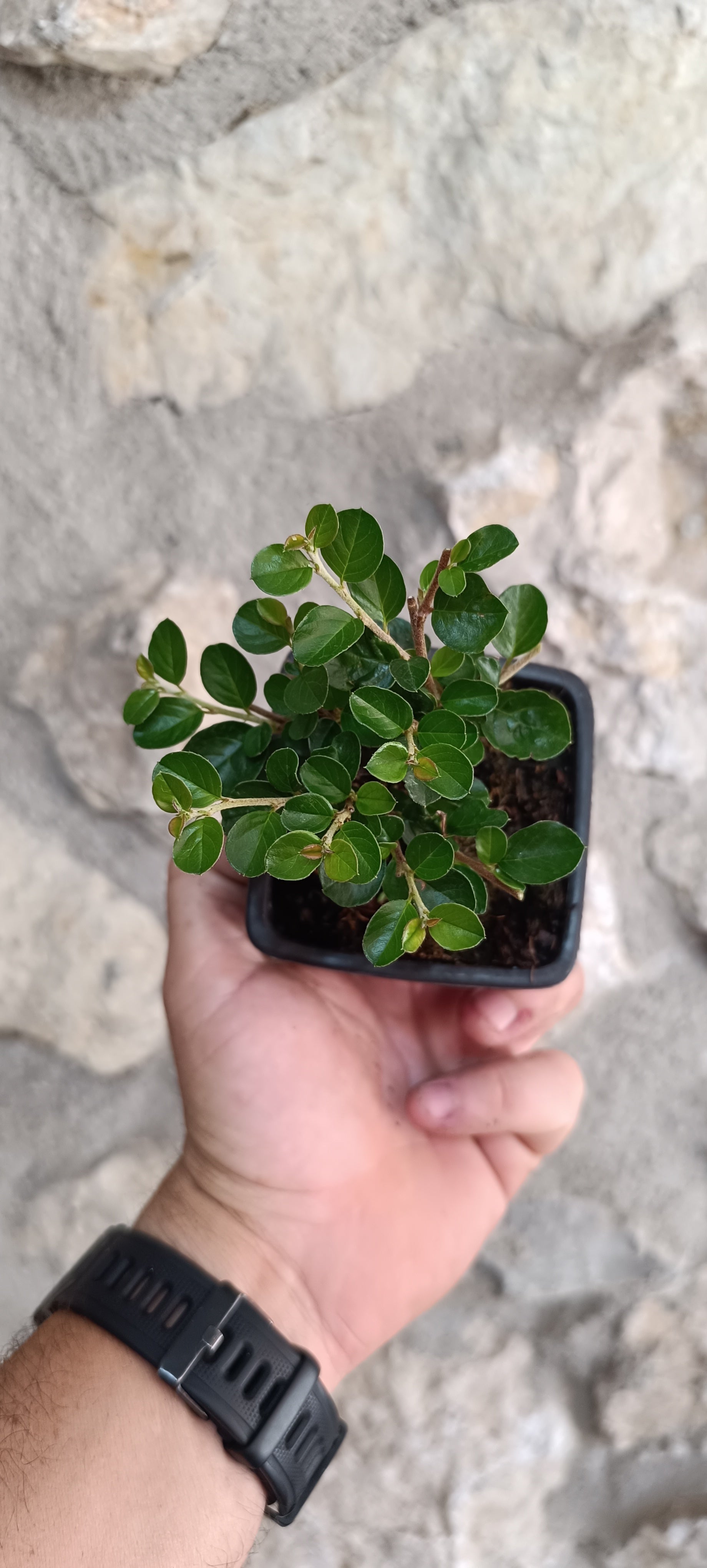 Mini Prebonsái Cotoneaster horizontalis – Ejemplar COH1