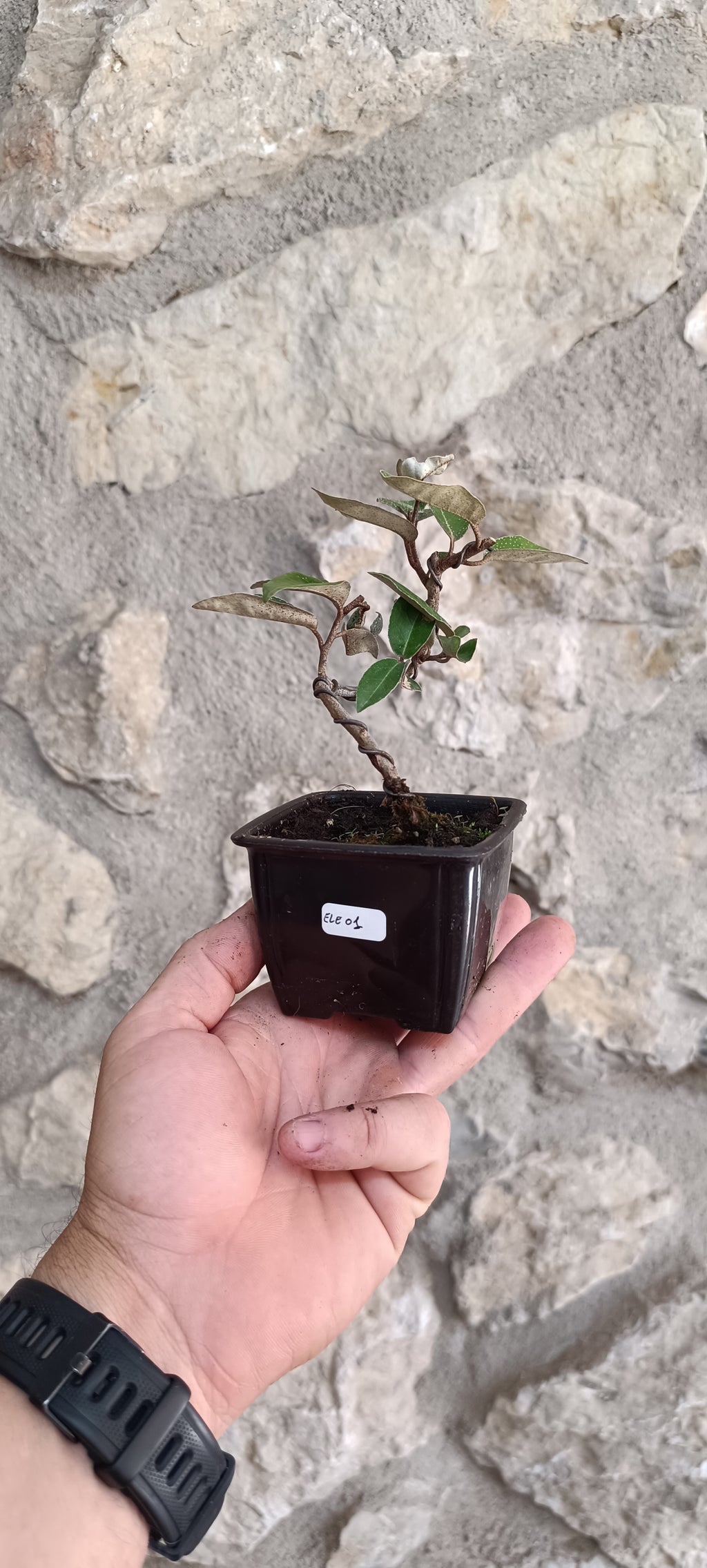 Mini Prebonsái Elaeagnus ebbingei – Ejemplar ELE01