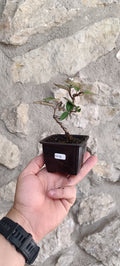 Mini Prebonsái Elaeagnus ebbingei – Ejemplar ELE01
