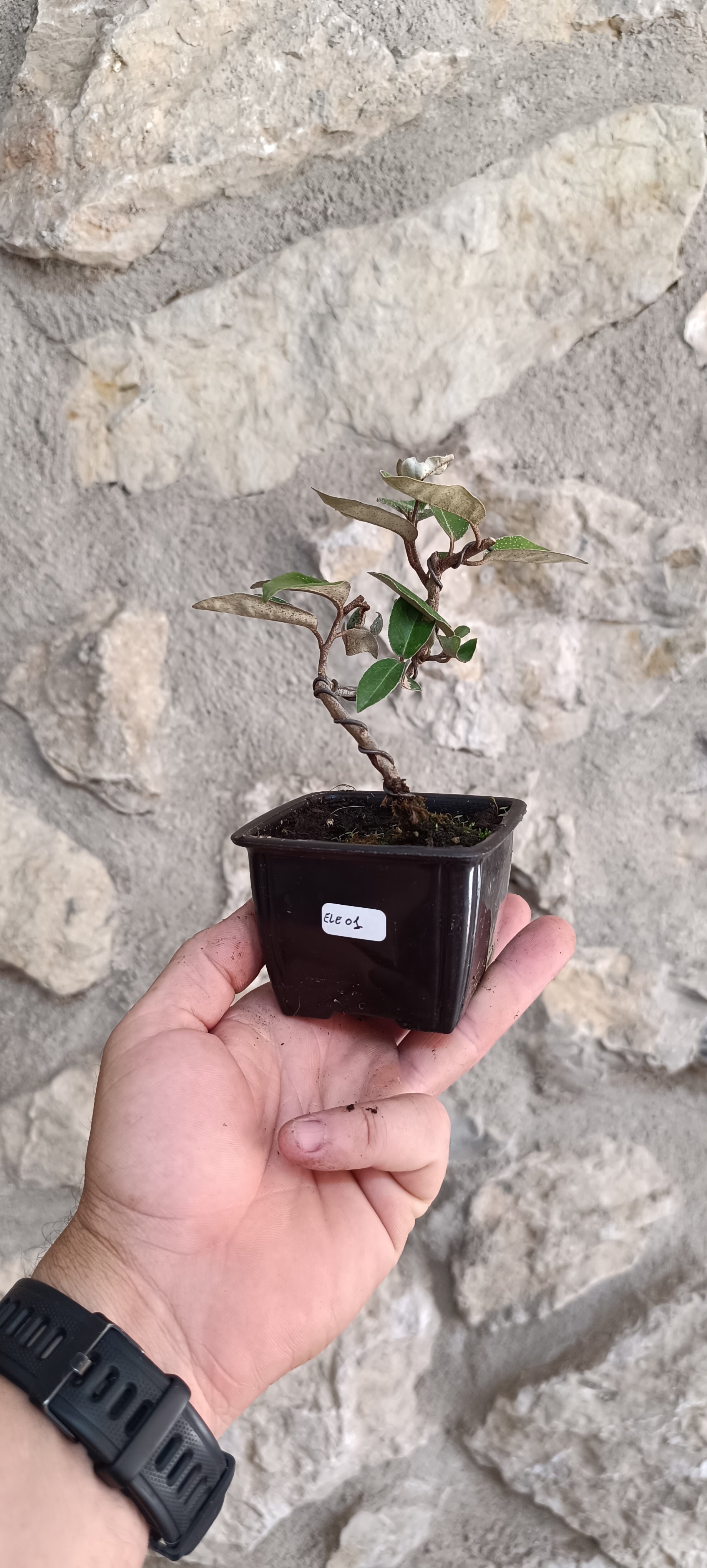 Mini Prebonsái Elaeagnus ebbingei – Ejemplar ELE01