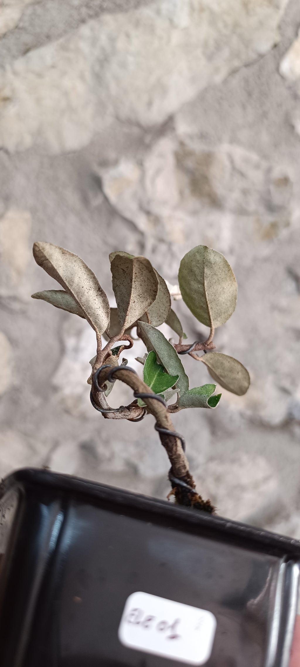 Mini Prebonsái Elaeagnus ebbingei – Ejemplar ELE01