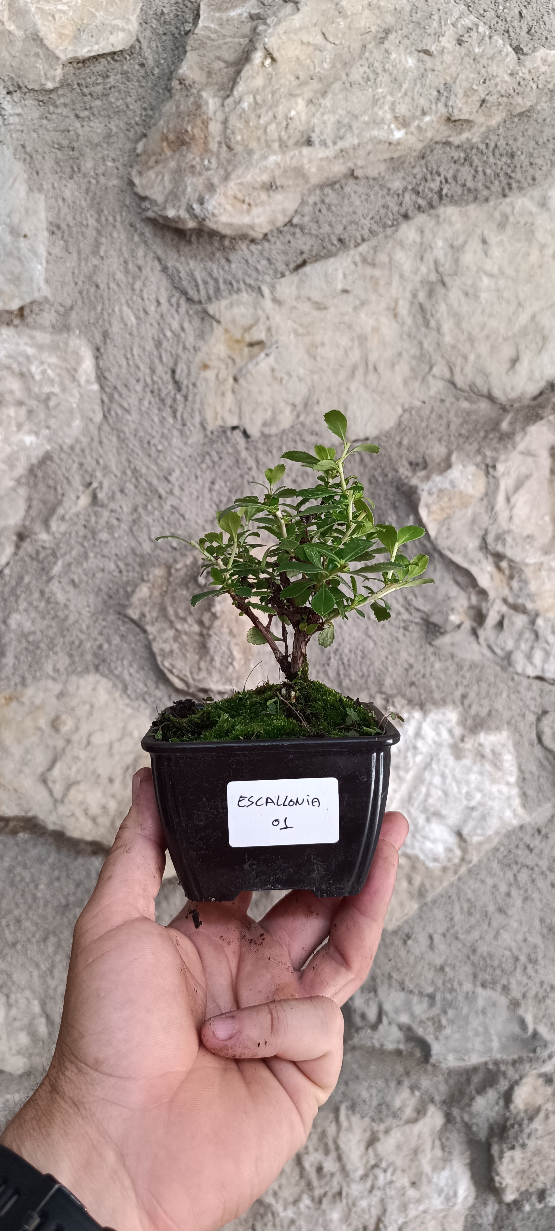 Mini Prebonsái Escallonia de Flor Roja – Ejemplar ESC01