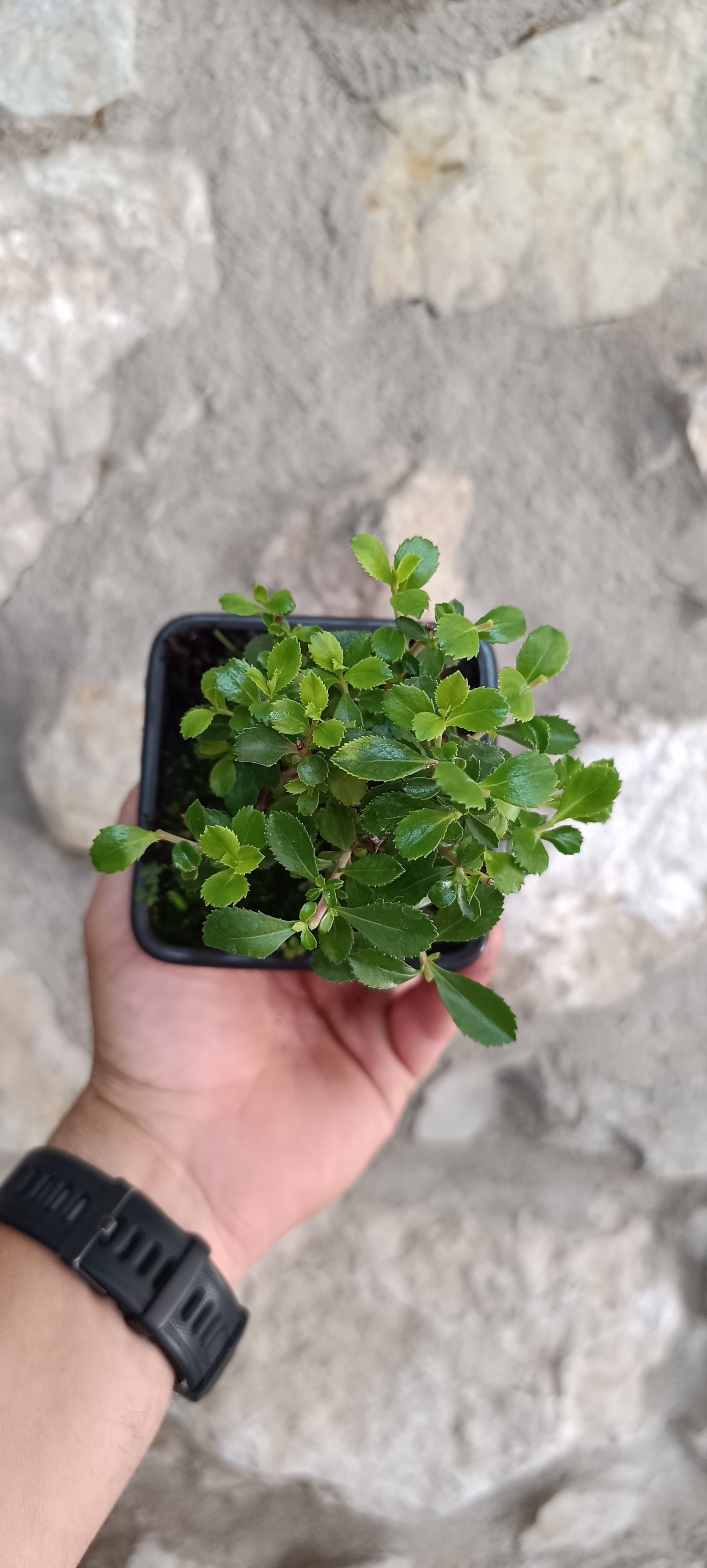 Mini Prebonsái Escallonia de Flor Roja – Ejemplar ESC01