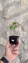 Mini Prebonsái Ficus benjamina – Ejemplar FB1