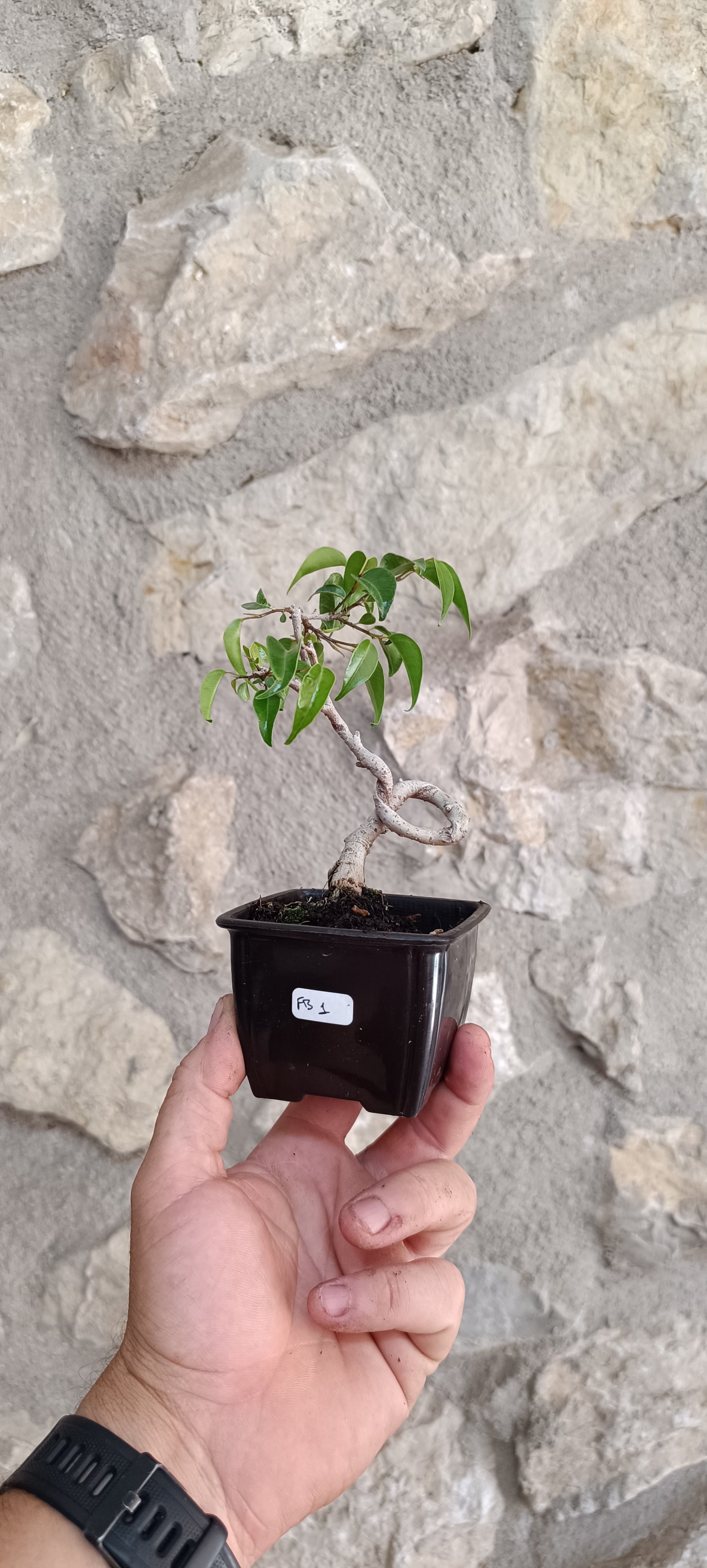 Mini Prebonsái Ficus benjamina – Ejemplar FB1