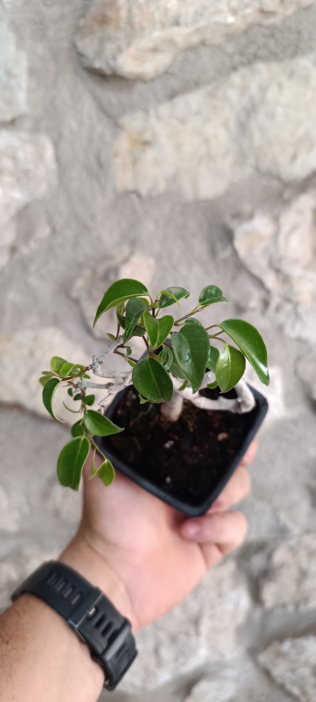 Mini Prebonsái Ficus benjamina – Ejemplar FB1