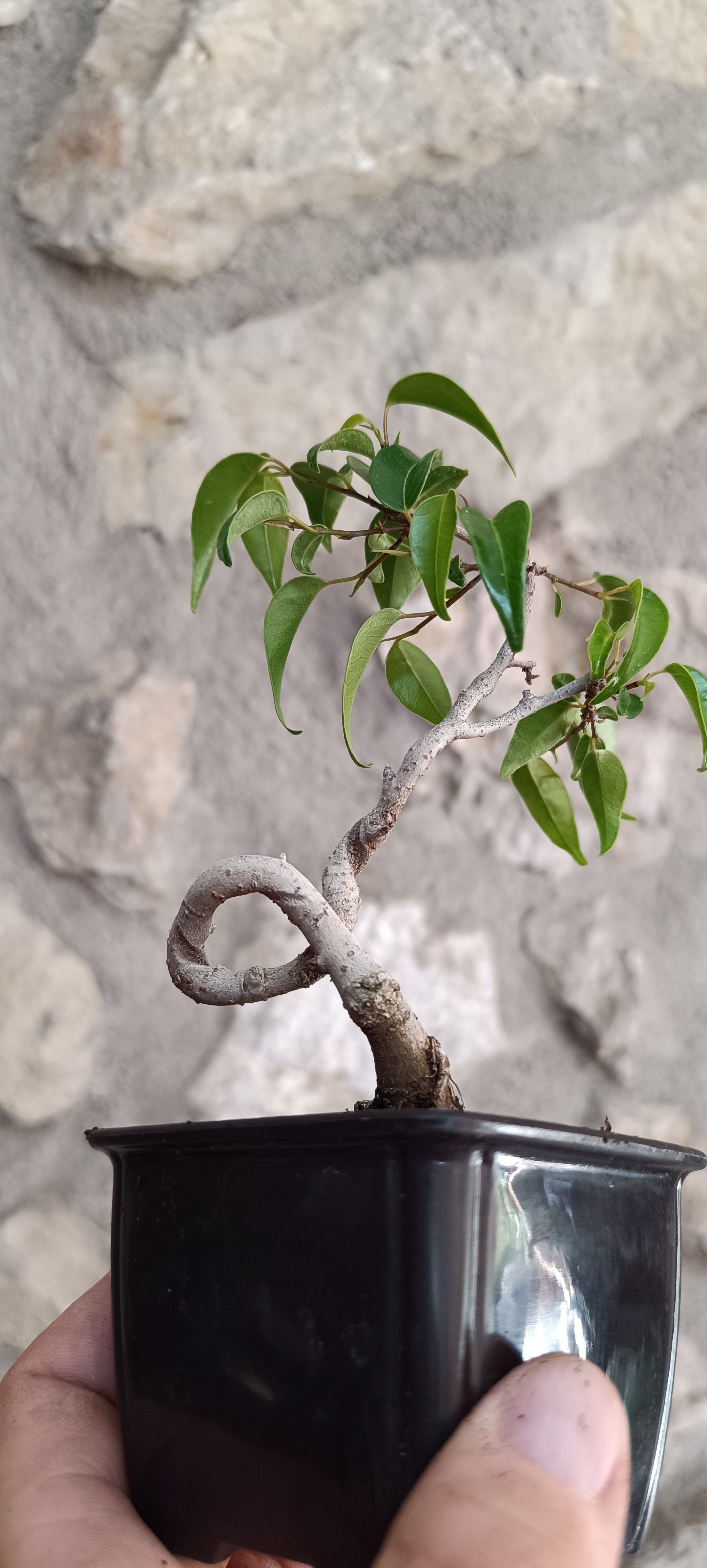 Mini Prebonsái Ficus benjamina – Ejemplar FB1