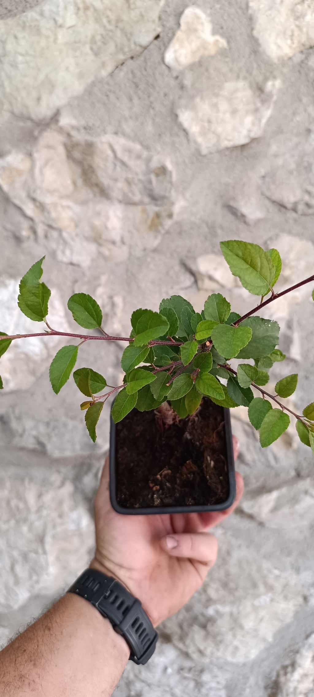 Manzano Silvestre Prebonsai Mini – Estilo Neagari con Raíces Expuestas