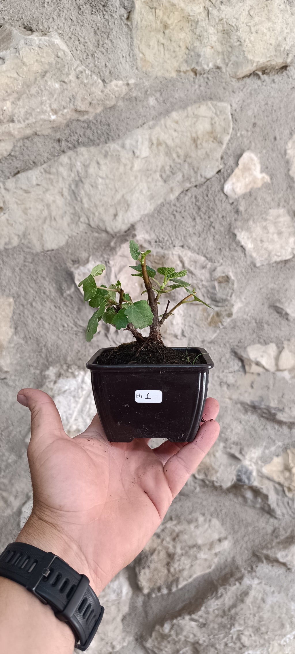 Mini Prebonsái Higuera – Ficus carica – Ejemplar H1