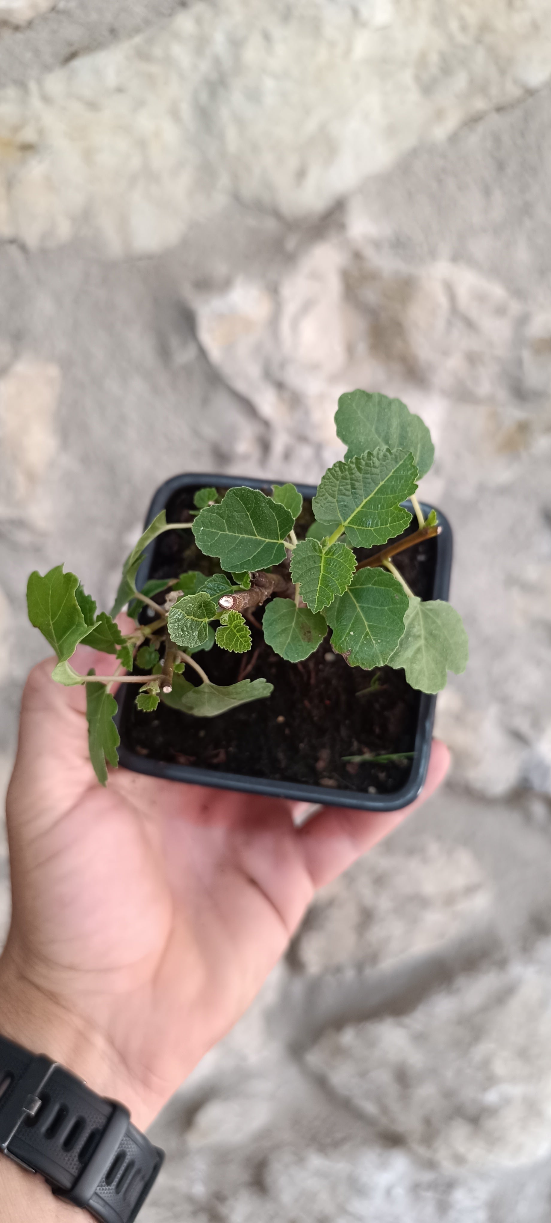 Mini Prebonsái Higuera – Ficus carica – Ejemplar H1