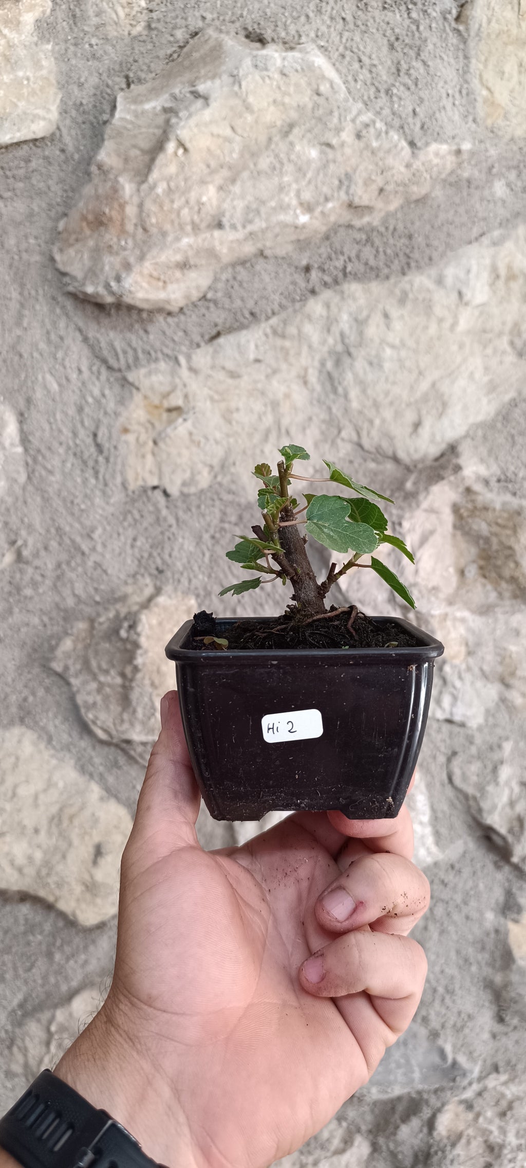 Mini Prebonsái Higuera – Ficus carica – Ejemplar H2