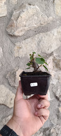 Mini Prebonsái Higuera – Ficus carica – Ejemplar H2