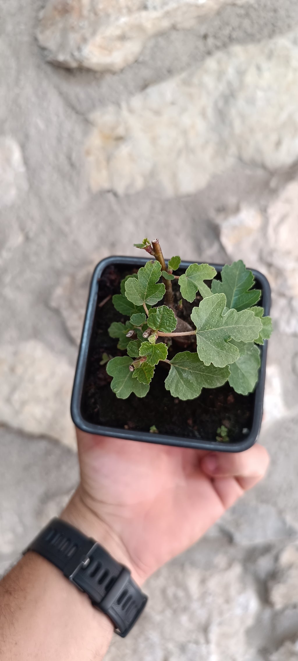 Mini Prebonsái Higuera – Ficus carica – Ejemplar H2