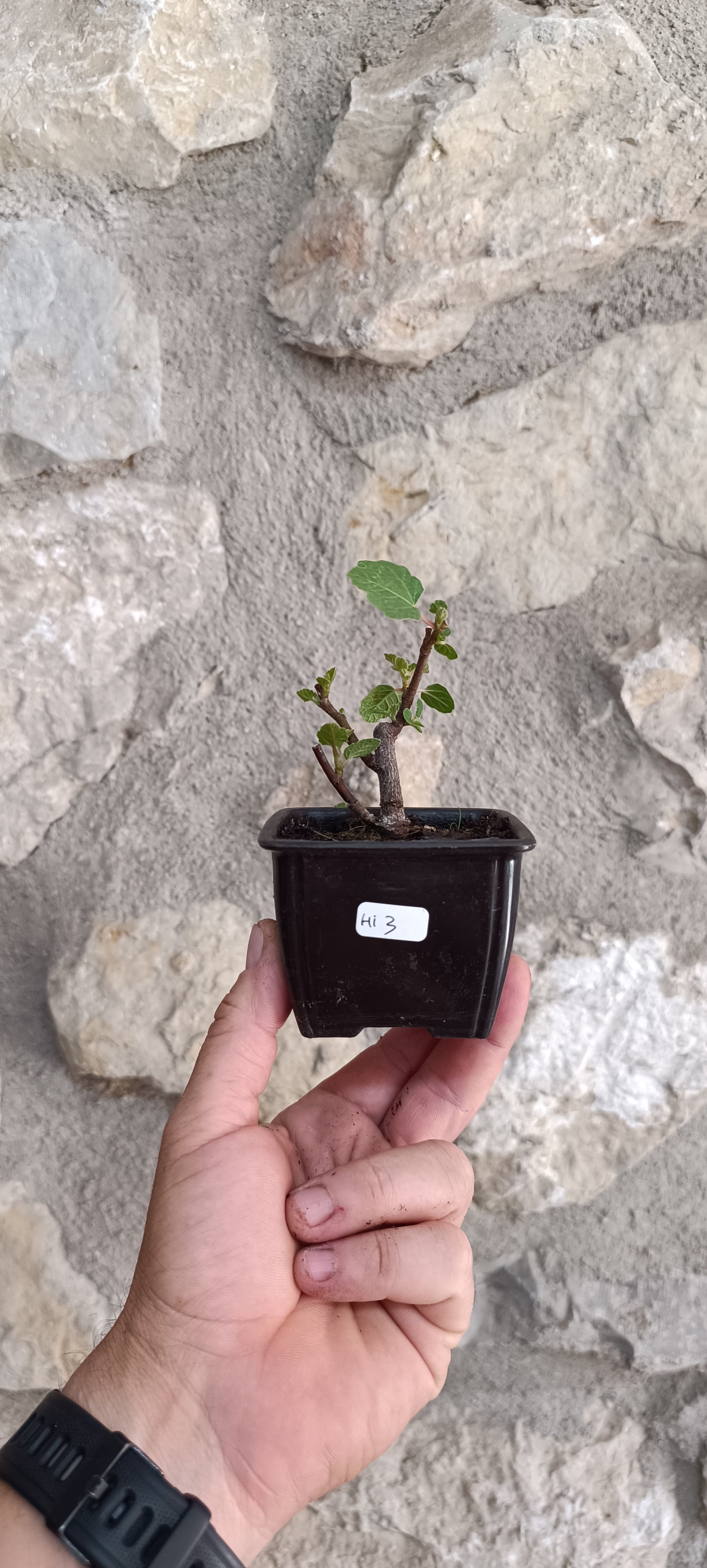 Mini Prebonsái Higuera – Ficus carica – Ejemplar H3
