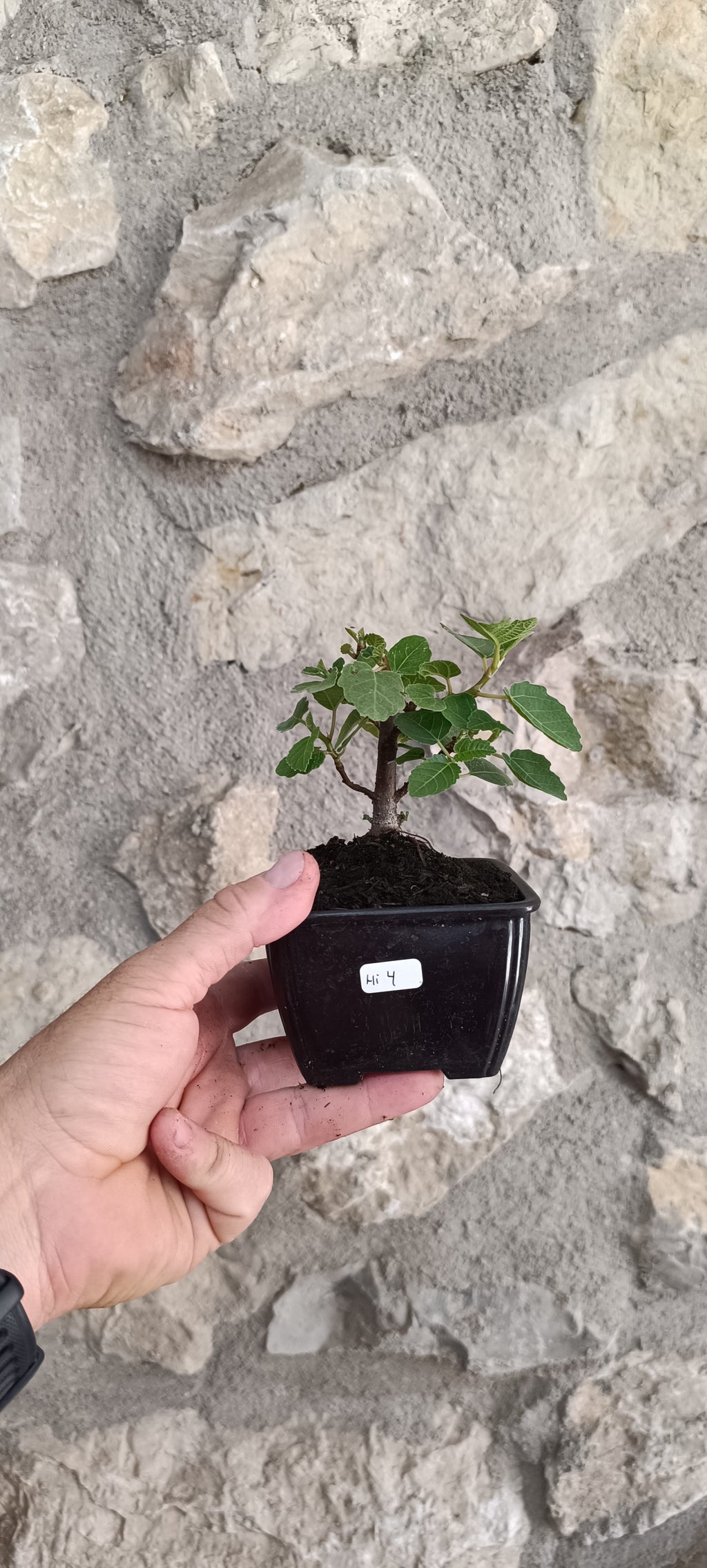 Mini Prebonsái Higuera – Ficus carica – Ejemplar H4