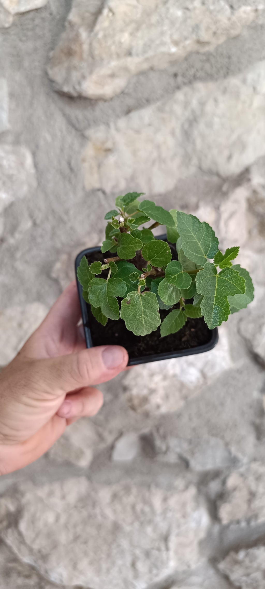 Mini Prebonsái Higuera – Ficus carica – Ejemplar H4
