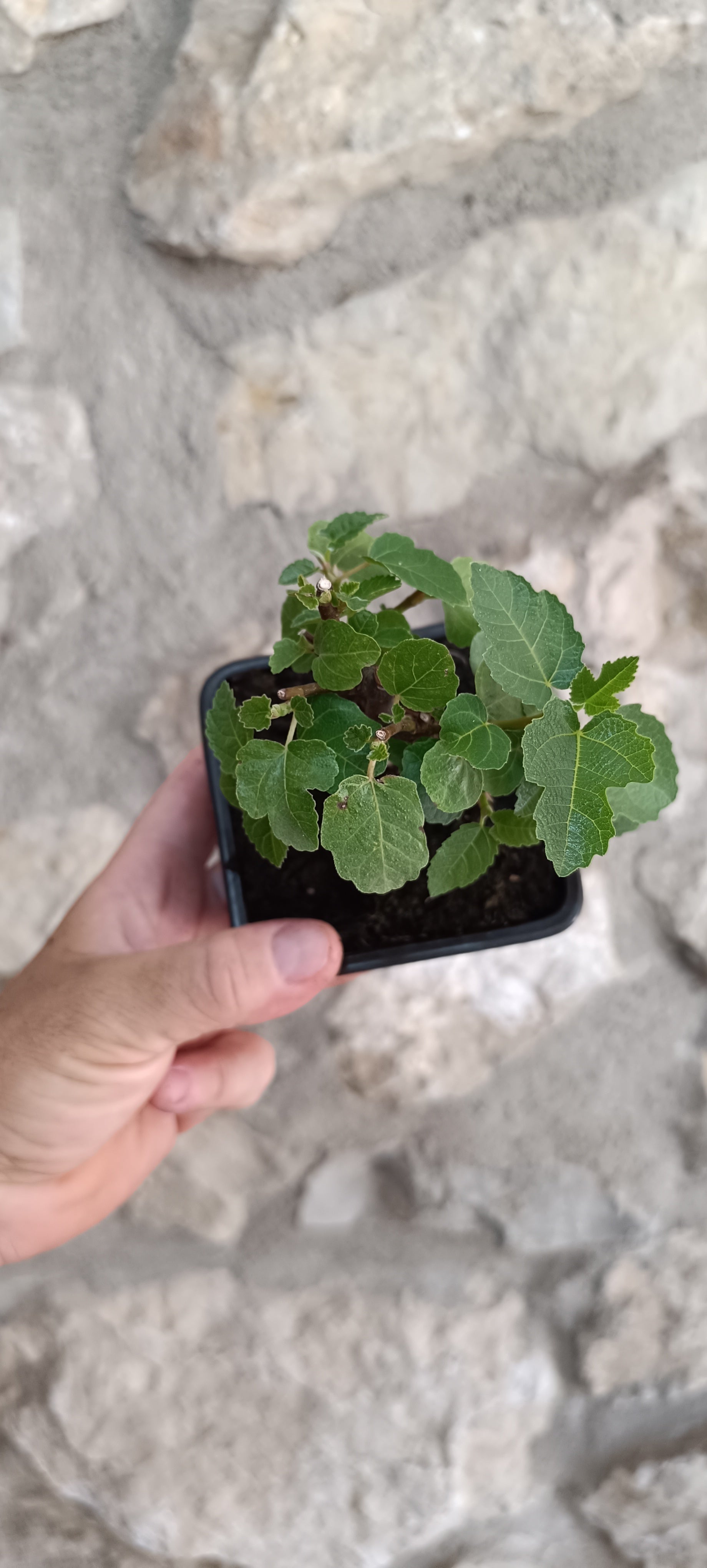 Mini Prebonsái Higuera – Ficus carica – Ejemplar H4