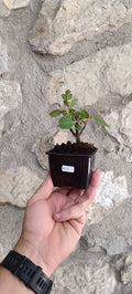 Mini Prebonsái Higuera – Ficus carica – Ejemplar H5