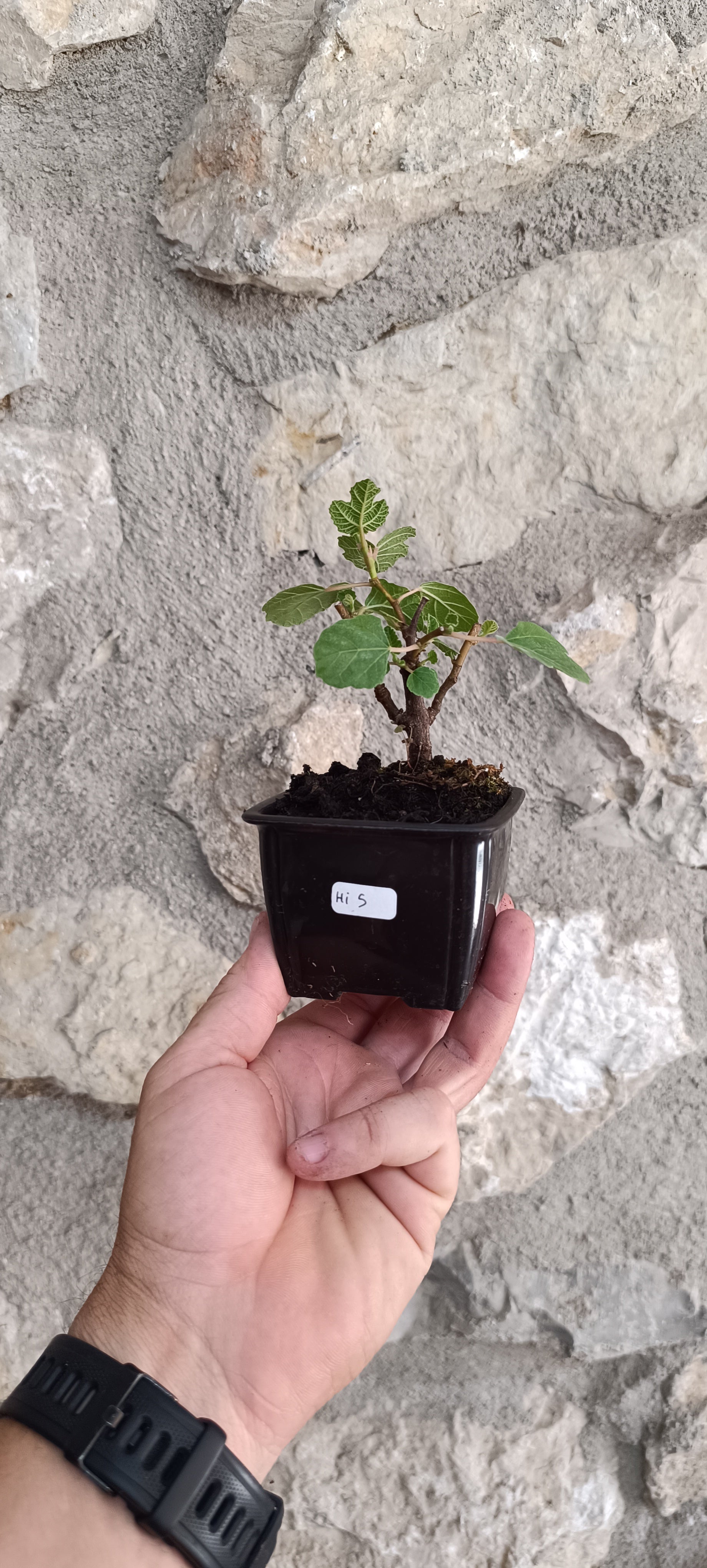 Mini Prebonsái Higuera – Ficus carica – Ejemplar H5