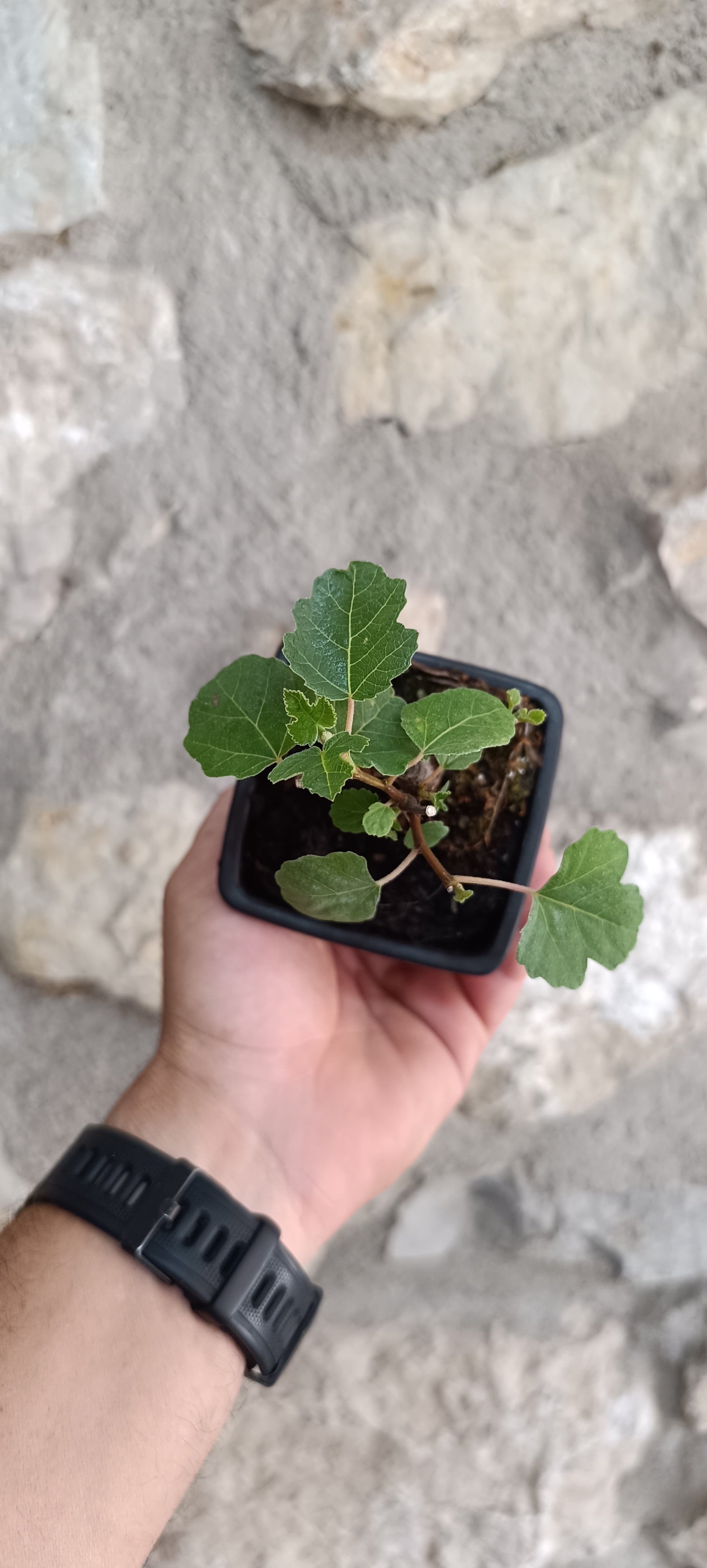 Mini Prebonsái Higuera – Ficus carica – Ejemplar H5