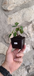 Mini Prebonsái Higuera – Ficus carica – Ejemplar H6