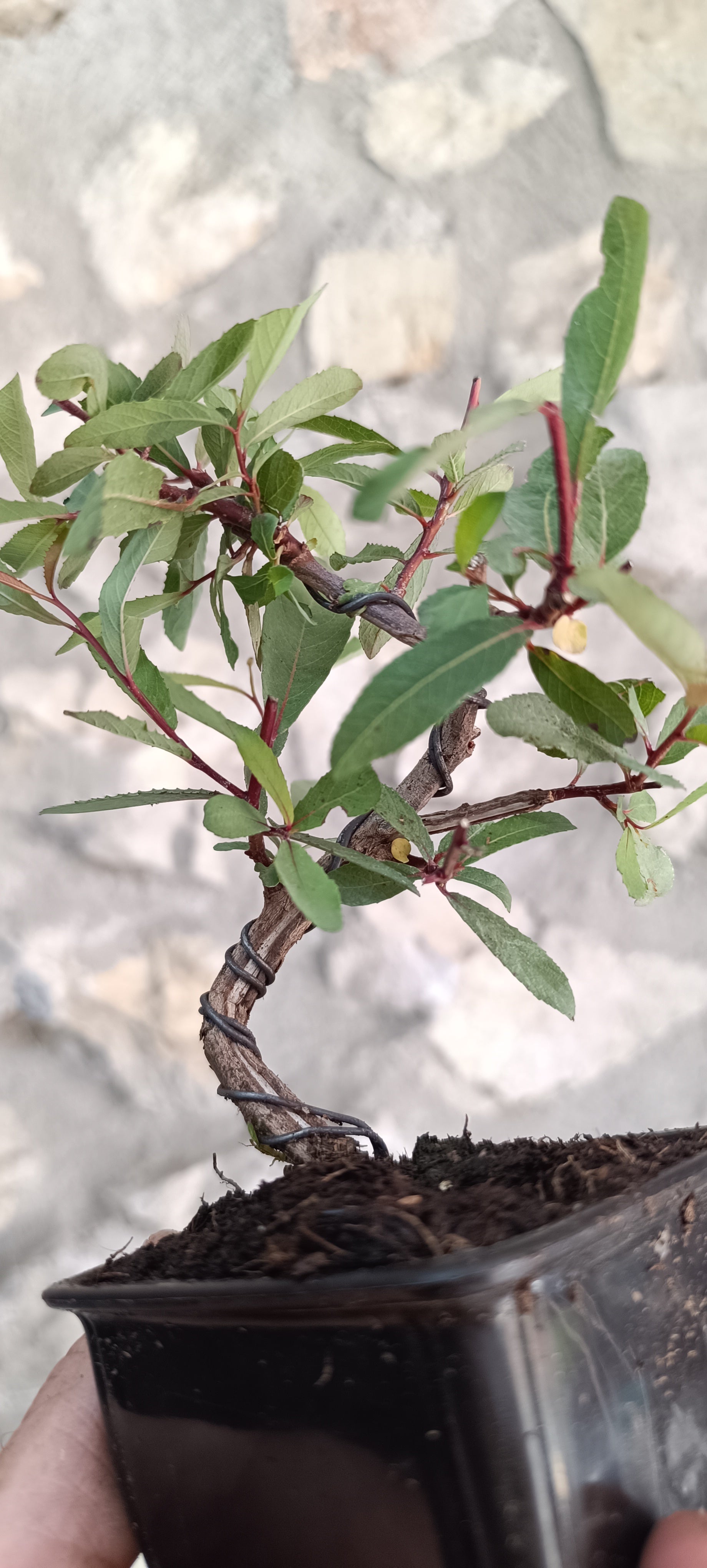 Prebonsái Salix Triandra – Ejemplar Único