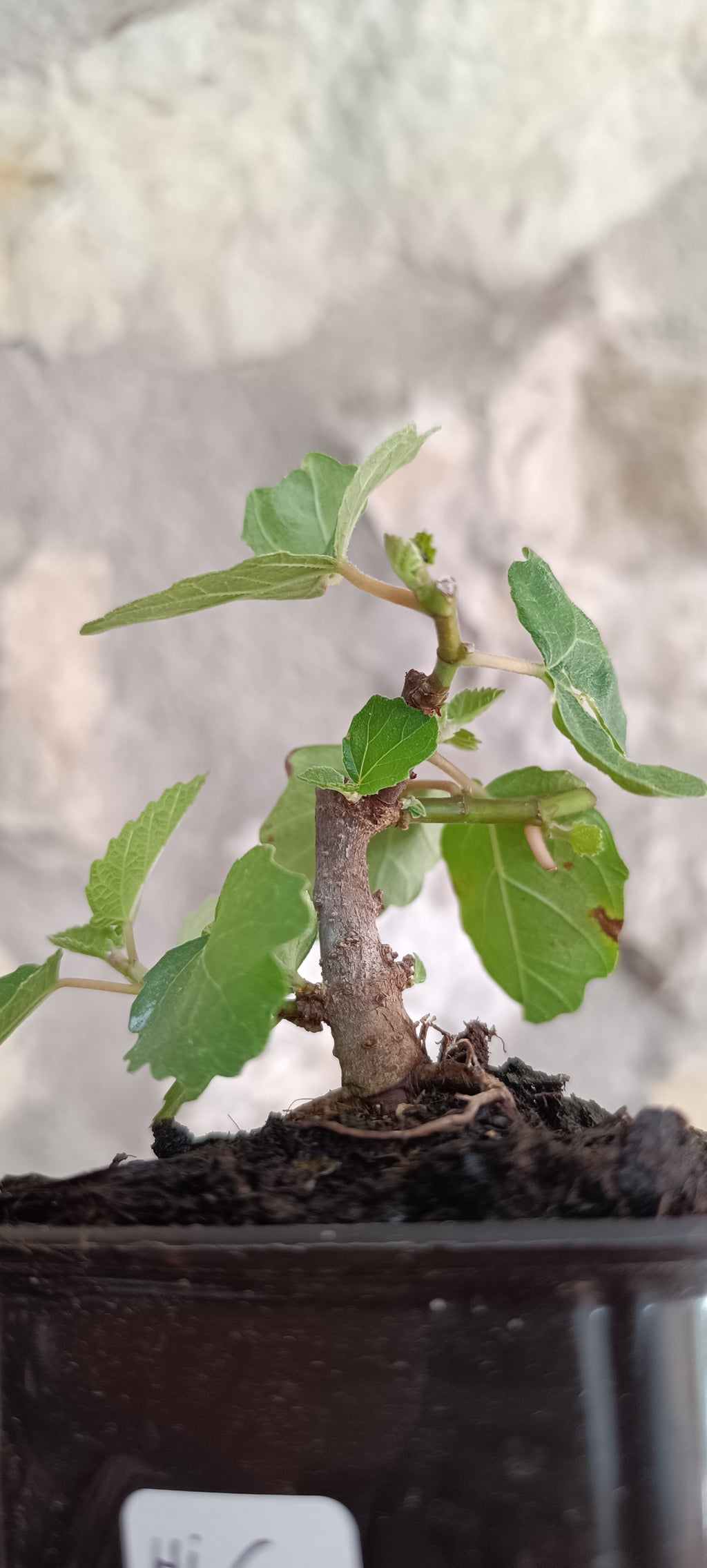 Mini Prebonsái Higuera – Ficus carica – Ejemplar H6
