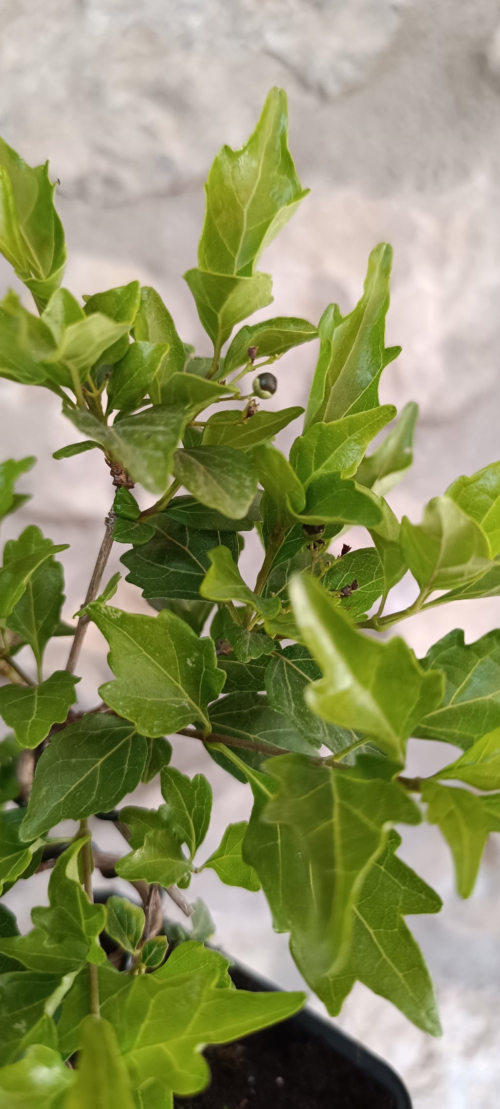 Premna japonica (Arce Nioi) – Mini Bonsai Ejemplar Único