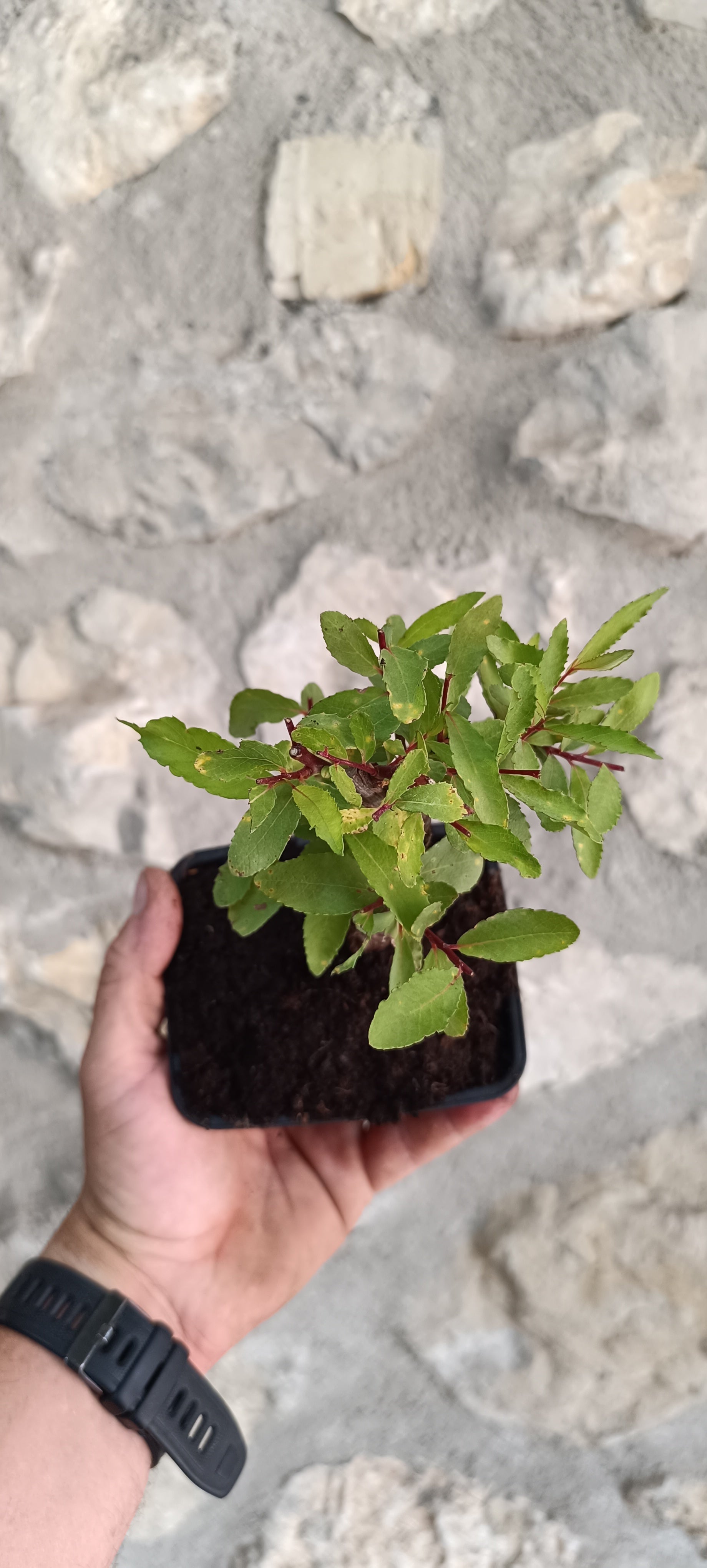 Bonsái Salix Triandra – Ejemplar Único