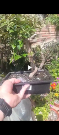 Buganvilla Bonsai
