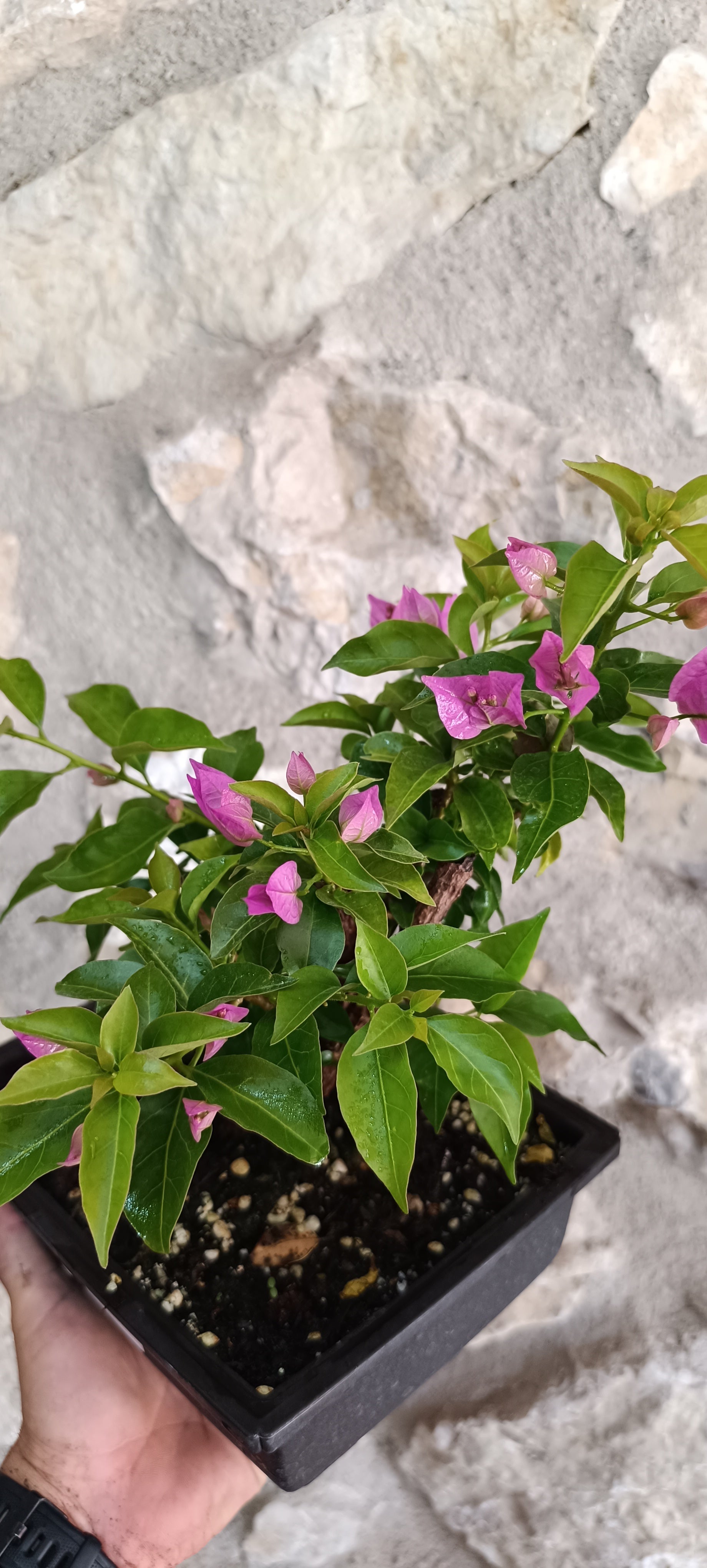 Bugambilia Bonsai con Corteza Vieja Acorchada – Ejemplar Único
