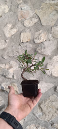 Prebonsái Salix Triandra – Ejemplar Único