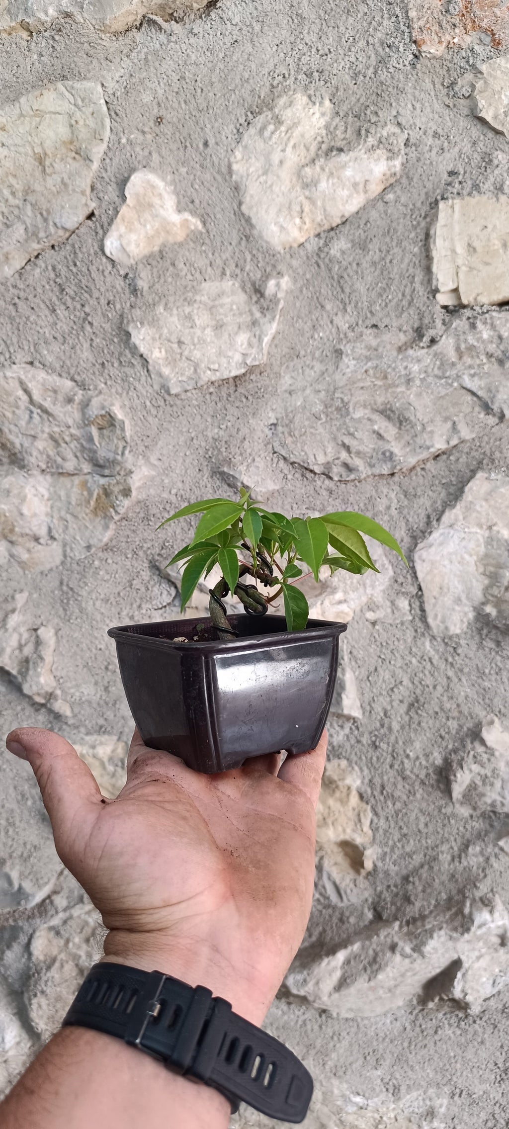Prebonsái Palo Borracho – Ejemplar Único