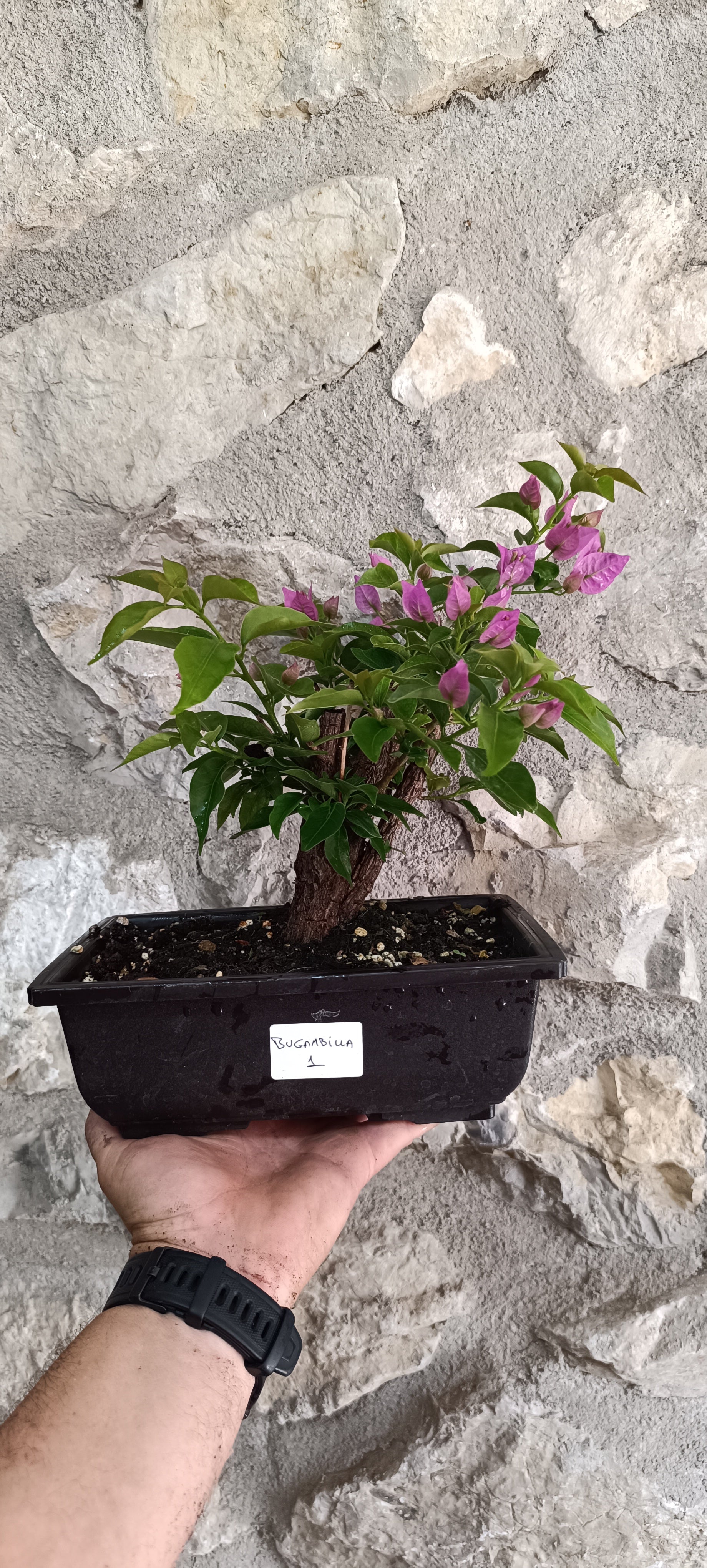 Bugambilia Bonsai con Corteza Vieja Acorchada – Ejemplar Único