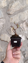 Mini Prebonsái Kadsura japonica – Ejemplar K1