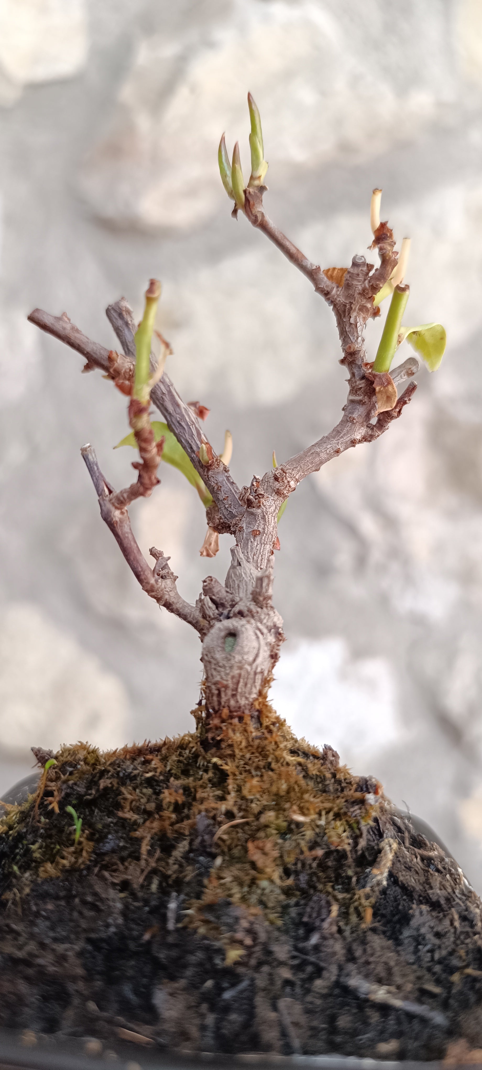 Mini Prebonsái Kadsura japonica – Ejemplar K1