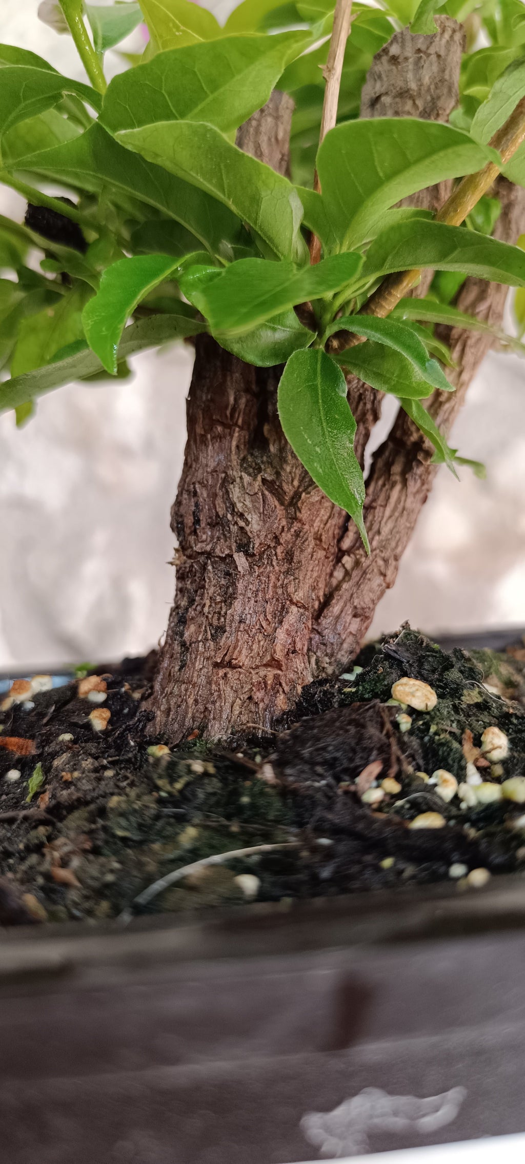 Bugambilia Bonsai con Corteza Vieja Acorchada – Ejemplar Único