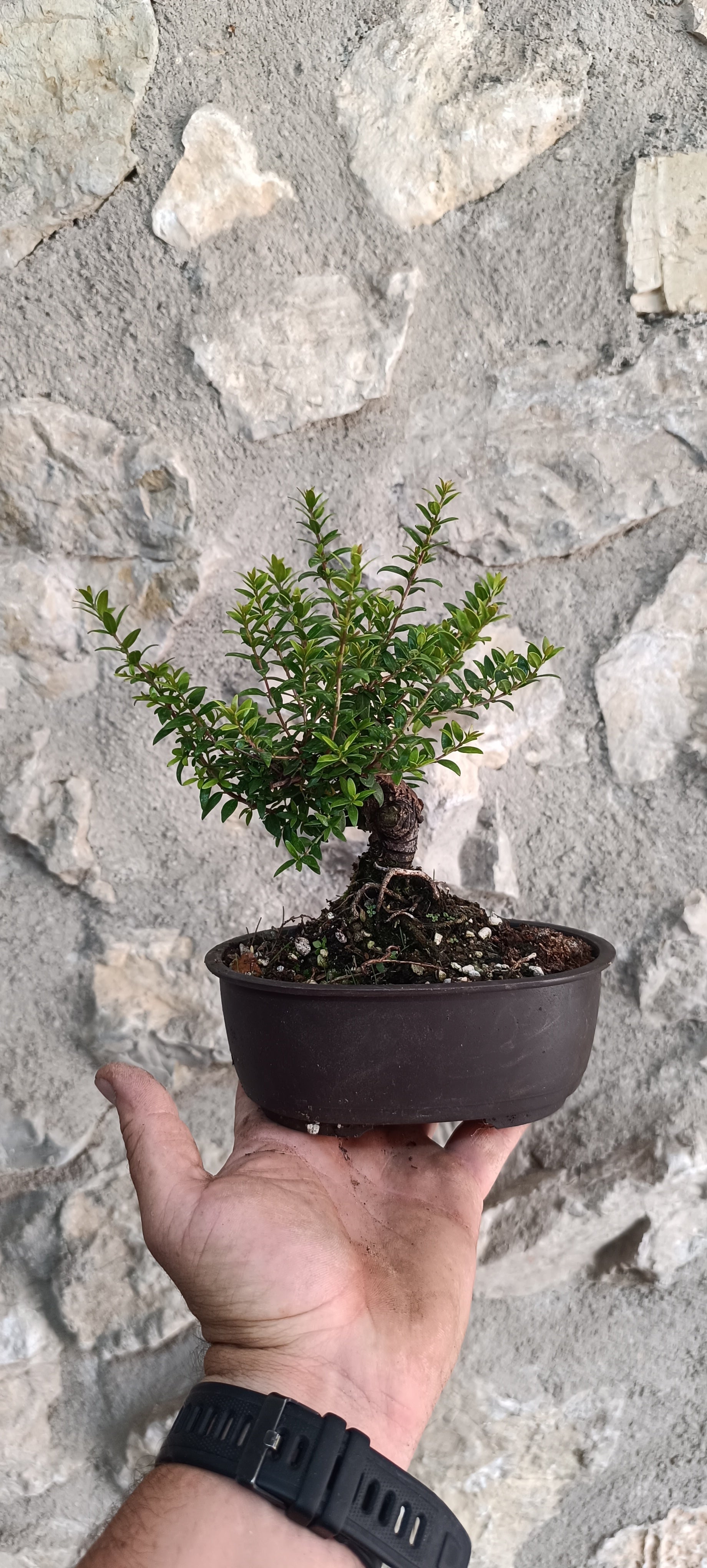 Prebonsái Mirto Tarentino – Ejemplar Único